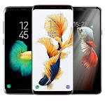 Cover Image of Unduh Betta Fish Wallpapers 1.0 APK