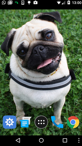 Android application pug dog wallpaper screenshort