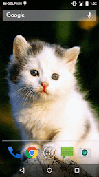 Cute Cat Live WallPaper