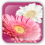 FlowerPaint Live Wallpaper Pro icon