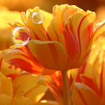 Cover Image of ダウンロード Tulips live wallpaper 5.0 APK