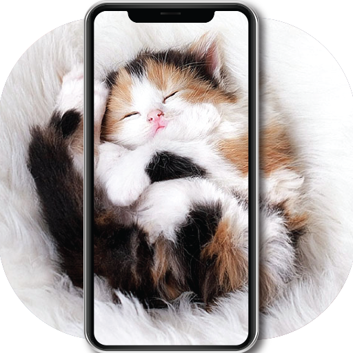 Love Cute Cat Wallpaper HD - Ứng dụng trên Google Play