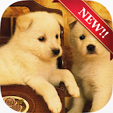 Cute Dog Wallpapers icon