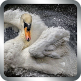 Swan Sparkle Live Wallpaper icon