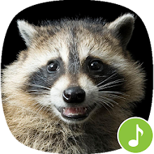 Appp.io - Raccoon Sounds & Calls Download on Windows