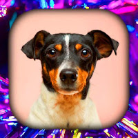Dog Wallpaper Live HD-3D-4K