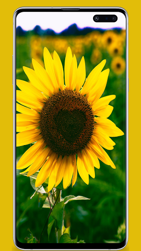 Flowers wallpaper - HD  4K Backgrounds