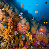 Coral reef live wallpaper icon