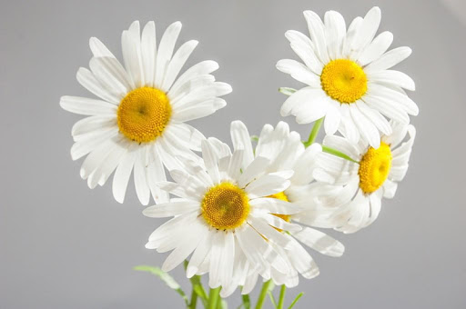 Chamomile wallpapers Screenshot 2 - AppWisp.com