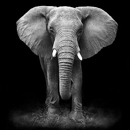 Icon image Elephant Wallpaper