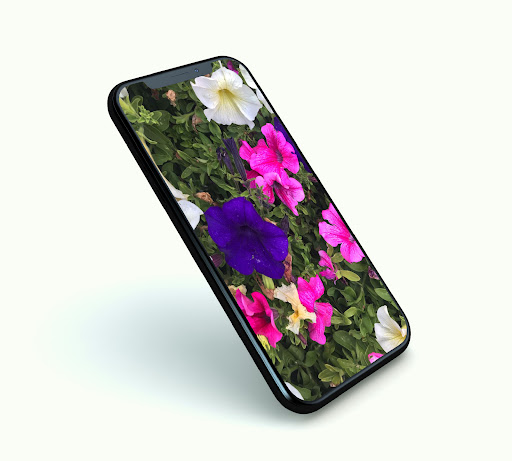 Flower Wallpapers Screen 2