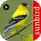 Bird Song Id USA Automatic Recognition songs calls icon