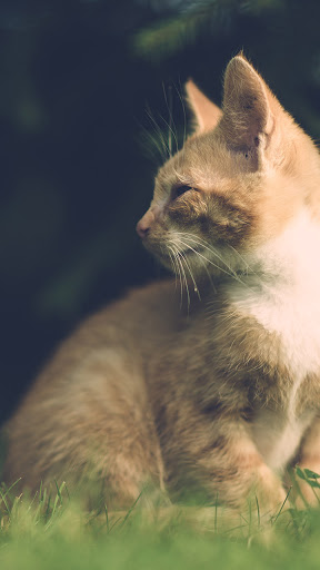 Android application wild cat wallpaper screenshort