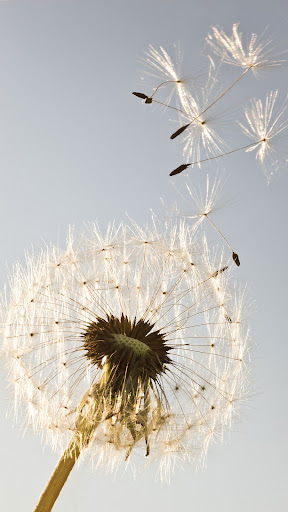 Dandelion Wallpapers Screen 3