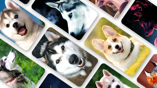 Android application Husky Dog Wallpaper 2024 screenshort