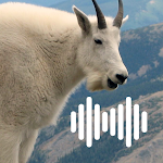 Cover Image of Download Goat hunting calls  APK