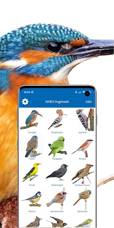 NABU Vogelwelt Vögel Bestimmenのおすすめ画像2