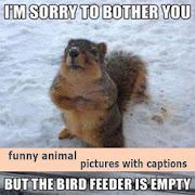 funny animal pictures with captions