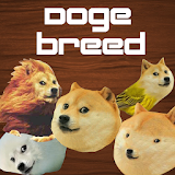 Doge Breed icon
