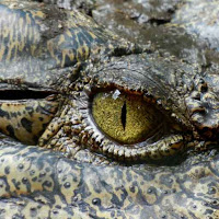 Crocodile Wallpaper