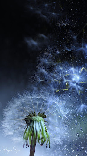 Android application Dandelion Wallpapers screenshort