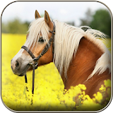 Horse  Wallpapers icon