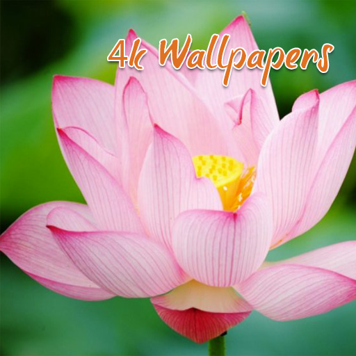 Lotus HD Wallpapers 4K