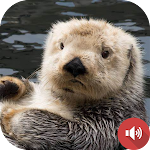 Cover Image of ดาวน์โหลด Sea Otter Sounds  APK