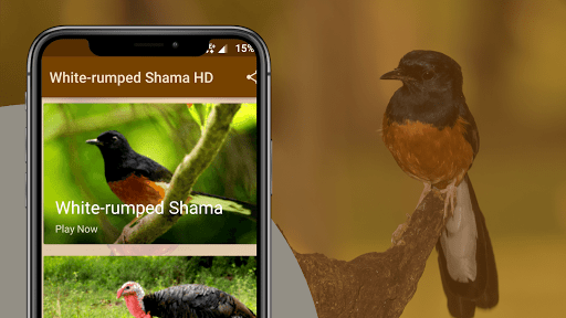 Android application White-rumped Shama Sounds screenshort