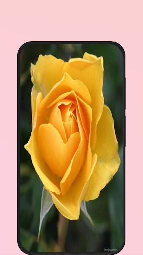 rose pic Screen 2