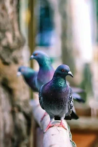 Pigeon Video Wallpapers