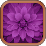 Purple Images Wallpapers icon