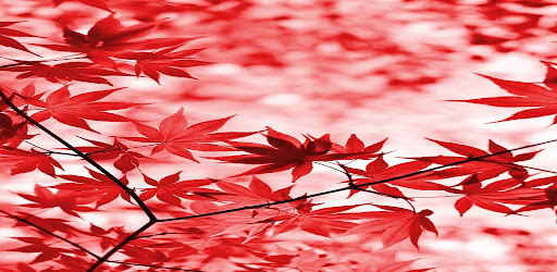 Daun Autumn Wallpaper