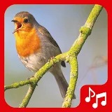 Bird sounds. Nice songs. icon