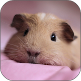 Hamster Licks Screen Wallpaper icon