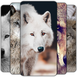 Wolf Wallpaper: Download & Review