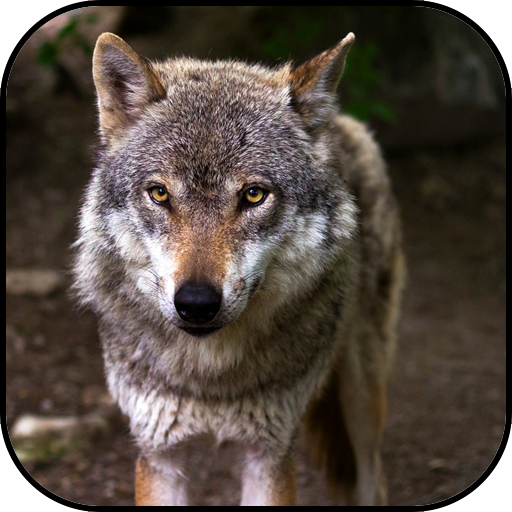 Wolf wallpapers 6 Icon