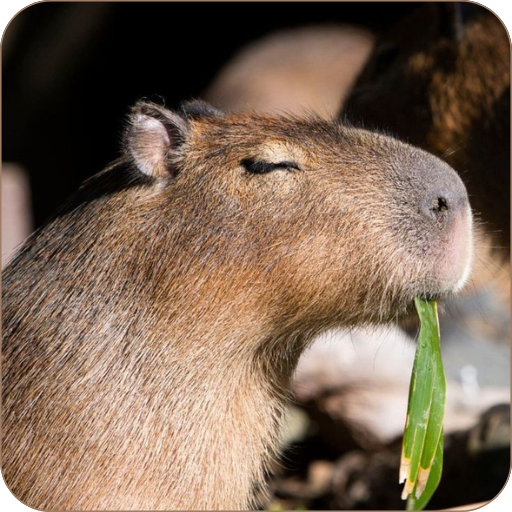 Capybara Cute Wallpaper Download on Windows