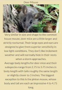 Types of Mice