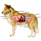 Animal Anatomy and Physiology icon
