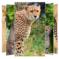 Cheetah Wallpapers