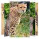 Cheetah Wallpapers - Androidアプリ