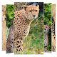 Cheetah Wallpapers Download on Windows