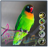 Terapi Kicau Burung Lovebird icon