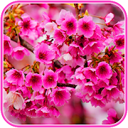 Top 31 Art & Design Apps Like Sakura blossoms wallpaper Japanese Garden - Best Alternatives