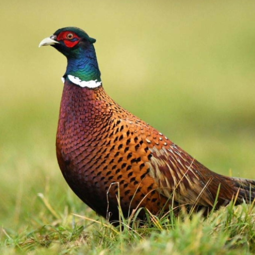 Pheasant sounds logo