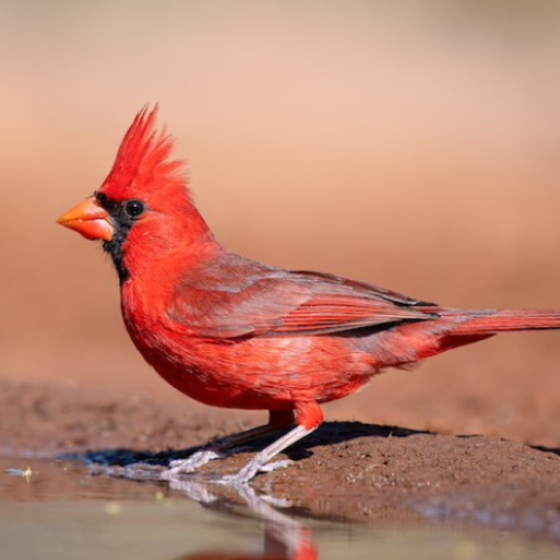 Cardinal Bird Sounds