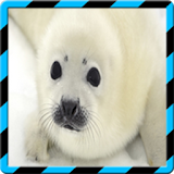 Harp Seal Wallpapers HD icon