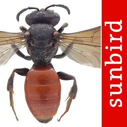 Wildbienen Id BienABest: Download & Review