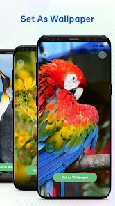 Imágen 4 Bird Ringtones & Wallpaper android